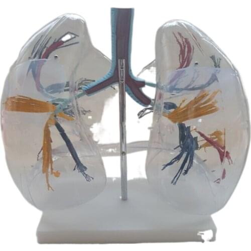 Transparent lung segment model human lung model respiratory system model bronchial tree lung anatomical model