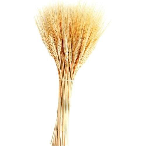 50Pcs Real Wheat Natural Dried Flowers Wedding Party Decoration Craft Scrapbook Diy Home Decoration Wheat Bouquet Photo Props