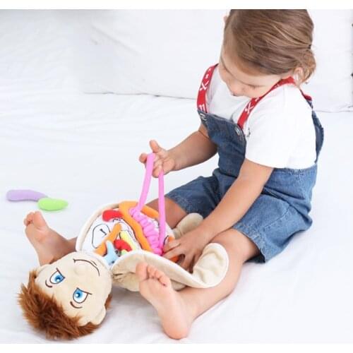 Human Body Model Anatomy Doll Soft Doll Toy Anatomical Medical Internal Organs Awareness Learn Early Education Toy For Preschool