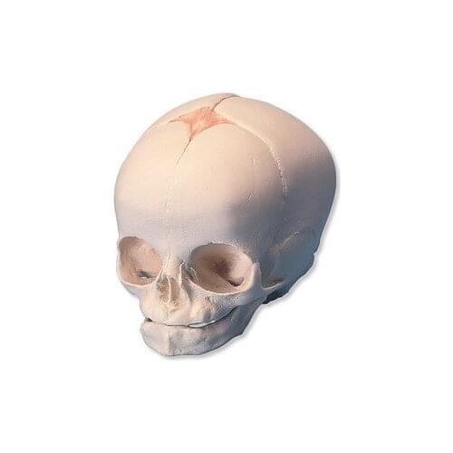 Fetal skull model, skeleton model, skull model 18*14*14cm free shipping