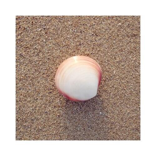 Pink clams, small shells, cute jewelry, diy marine style art decorations, student gift creative ornaments