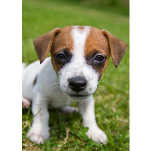 DIY Diamond Embroidery"Jack Russell Terrier"5d Full Square Diamond Painting,Cross Stitch,Round Drill Mosaic Diamond Picture Pet