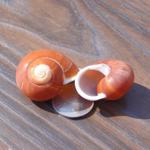 Natural agate white snail about 3.5cm conch shell starfish flat jade snail platform fish tank wedding