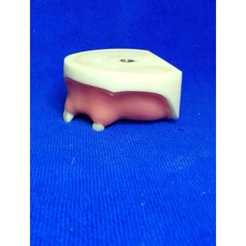 Dental implant model Partial filling implant practice model Teeth missing dental implant nail placement practice