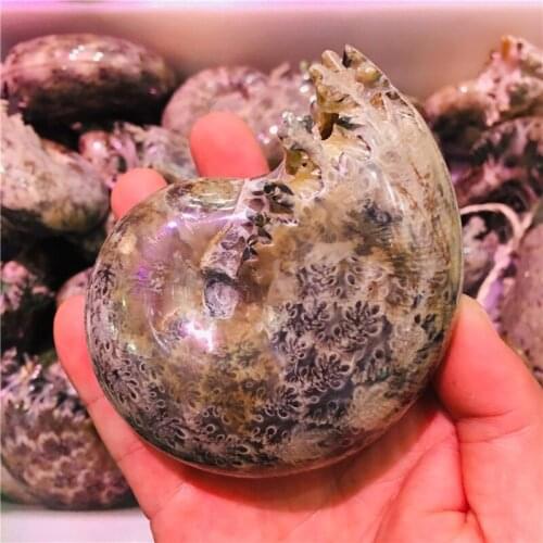 280g Fossil of natural crystal snow conch with claw conch specimen