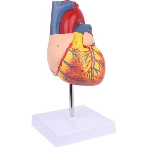 Disassembled Anatomical Human Heart Model Anatomy Medical Teaching Tool