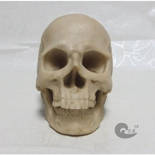 1: 2 grey resin skull model drawing skull of a human musculoskeletal anatomy Arts skull model