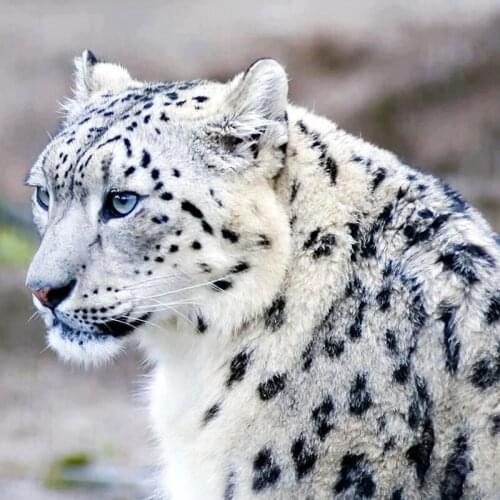 Snow Leopard 5D DIY Diamond Painting Cross Stitch Full Square Round Mosaic Picture of Rhinestone Animal Embroidery Art Decor