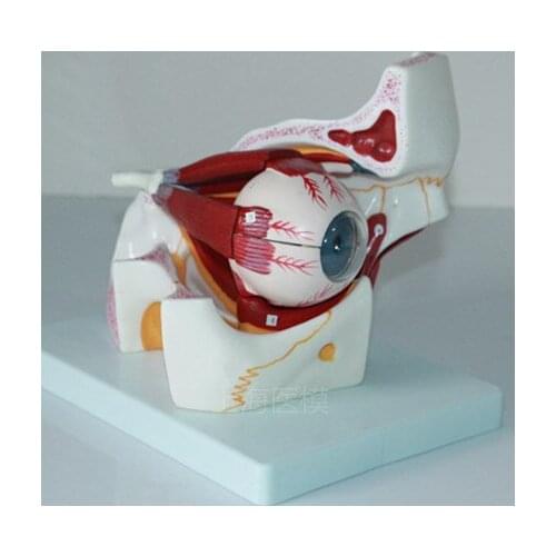 3X Eye anatomical models eye and orbital eye enlarged model eyeball model human model