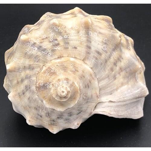 Natural Shell Sea Conch Snail Fish Tank Aquarium Photographic background decoration DIY Micro-landscape Succulent Flower Pot