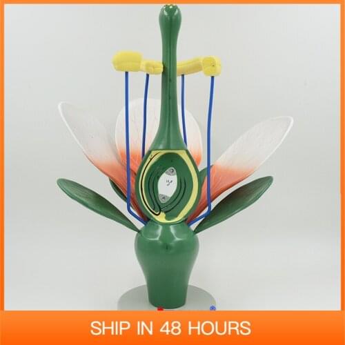 Dicot Flower Model Dicotyledonous Flowering Plants Biological Teaching Tool Enlarged Educational Equipment