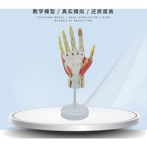 Hand Muscle Model，Vascular Nerve model of Hand，Anatomical Model of Palm
