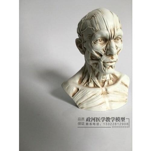 Art sketch human muscle skeleton head model Skull anatomy bust model