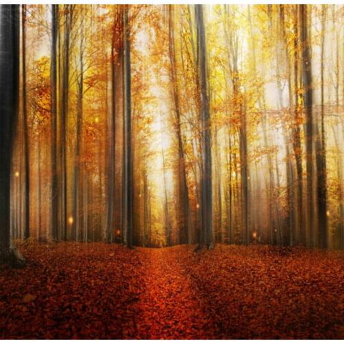 Mist forest sunset scenic photographic background for photo studio yellow autumn photography backdrops camera fotografica