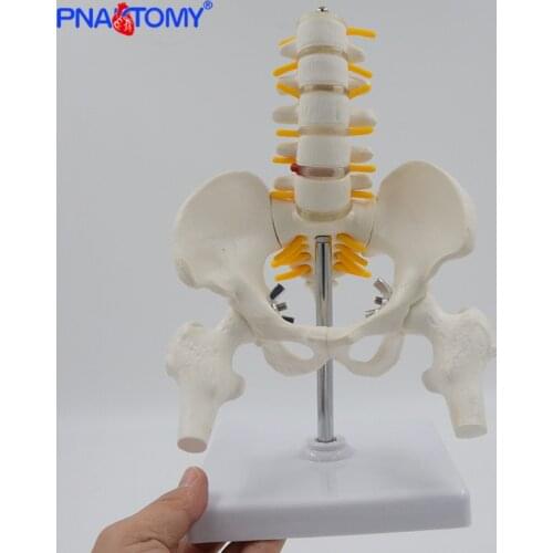 1/2 Life Size Human Pelvic With Five Lumbar Vertebrae and Femur Model Orthopedics Spinal Column Spine Model Skeleton Anatomy