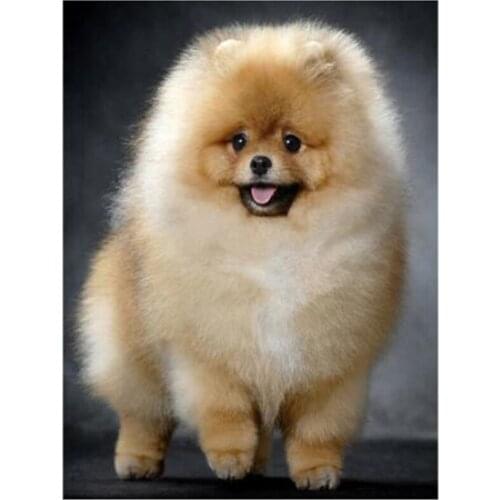 5D DIY Full Round/Square Animal Cute Pomeranian Dog Embroidery Inlaid Mosaic Cross Stitch Art Gift Diamond Painting FH665