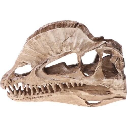 Dilophosaurus Dinosaur Skull Resin Crafts Skeleton Teaching Model Halloween Home Office Decoration