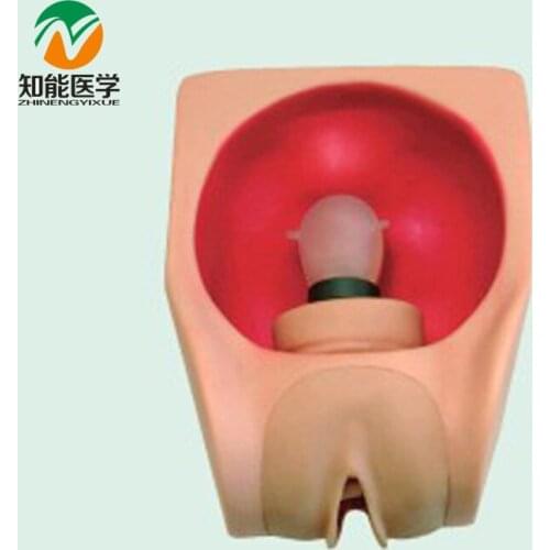 Chinon Medical Skill Gynecology Practice Simulator Female Contraception Training Model Medicine Student Medical ScienceBIX-F9B