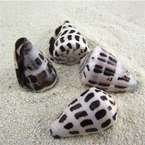 New style home/wedding/party decoration natural conch shell aquarium decoration boutique spot zebra Conus point