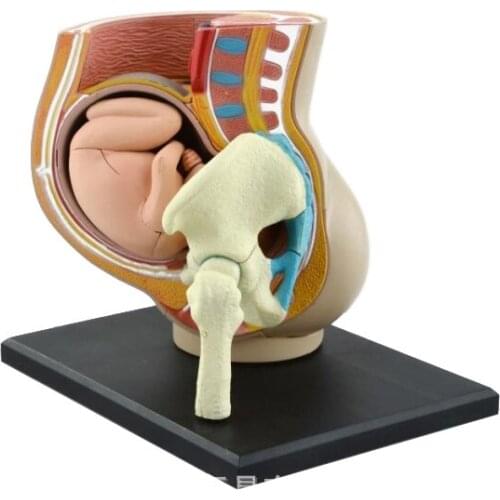 3d women pregnancy uterine fetal anatomy assembled model human body medical teaching aids