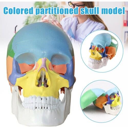 Colored Skull Model Sectioned Head Model Teaching Tools Aids Contrasting Colors to Distinguish Various Bony Plates DU55