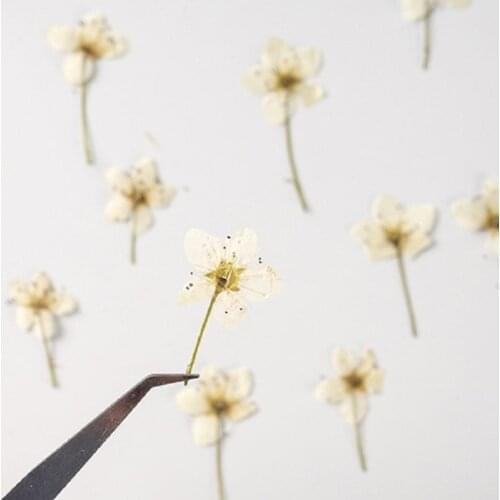 60pcs Pressed Dried Flower Pear Blossom Plants Herbarium Epoxy Resin Jewelry Bookmark Phone Case Makeup Nail Art Craft DIY