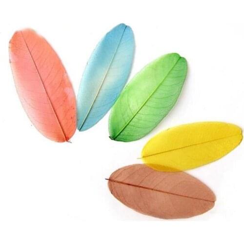 50pcs Pressed Dried Feather Shape Leaf Flower Plant Herbarium For Jewelry Postcard Bookmark Phone Case Invitation Card DIY