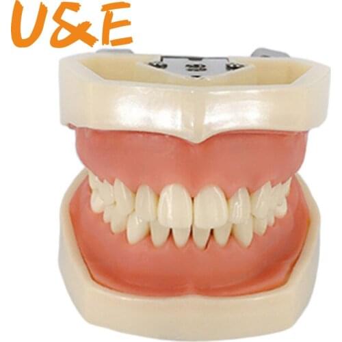 Dental Training Product 32 Removable Teeth Model Dental Tooth Typodont Model Dentistry Oral Teaching Resin Teeth Tools Kit