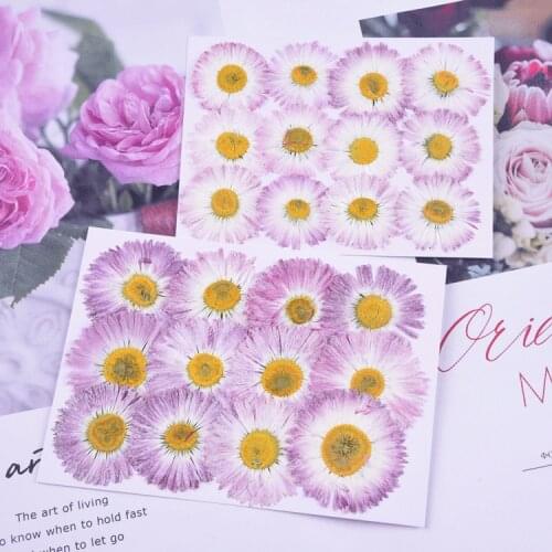 Daisy Dry Flower Embossing DIY Hand Drop Glue Mobile Photo Frame Manicure Aromatherapy Real Flower Plant Decoration Home
