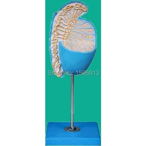 Magnified Testicle Model, Anatomy Testicle model