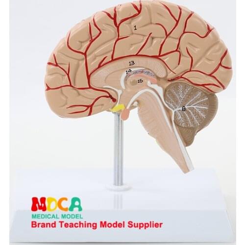 Human 1:1 Right Hemispheric Artery Anatomy Human Brain Model Medicine Teaching MDN007