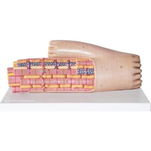 Myocardial Model Cell Ultrastructure of Myocardial Skeletal Muscle Rhabdomyofibril Fibers Medical Teaching Specimen
