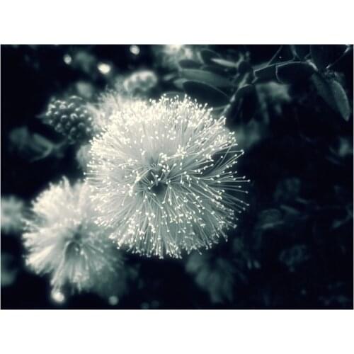 DIY Diamond Painting Cross Stitch Kits Black and White Dandelion,Flower 5D Diamonds Embroidery Decor Full Mosaic Pattern YG702