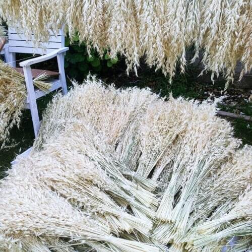 Dried Oats, White,Dried Natural Wild Oats Flower Bunch, Avena Sativa herb, Bleached White Color 22” Tall, Home Decoration