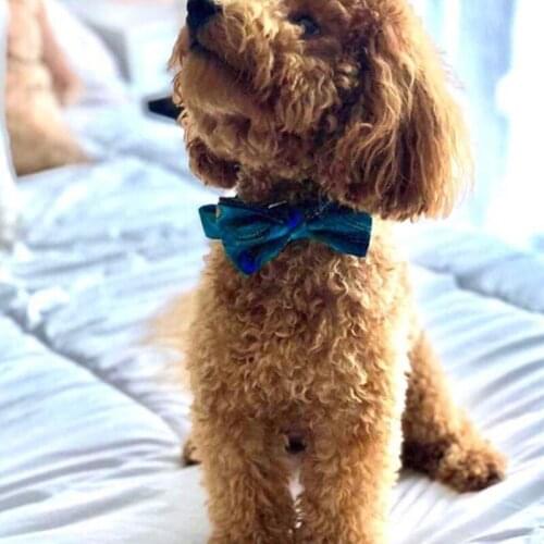 Soft Pet Dog Cat Safety Breakaway Collar Leash Set With Cute Detachable Bowktie Charm Pet Cat Adjustable Bowknot Collar