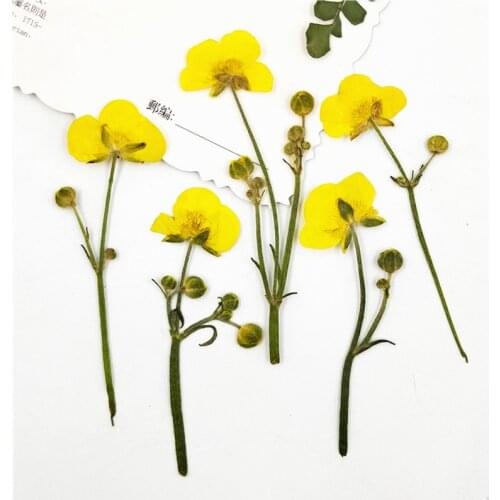 80Pcs Natural Dried Flowers Pressed Leaves For Card Bookmark Jewelry Resin DIY Making