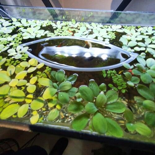 BIO AQUATIC Home Aquariums