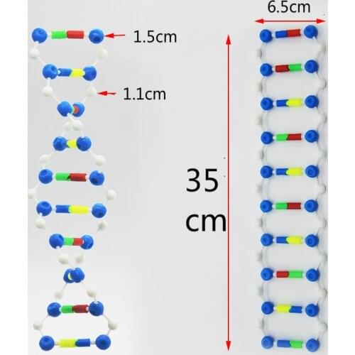 DNA Model DNA Double Helix Model Genetic and Variation Biotic Experiment DIY Component Splicing