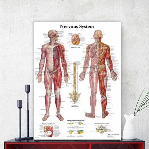 Wall Art Poster Modular Nervous System Pictures HD Printed Anatomy Canvas Painting Medical Education Home Decoration Living Room
