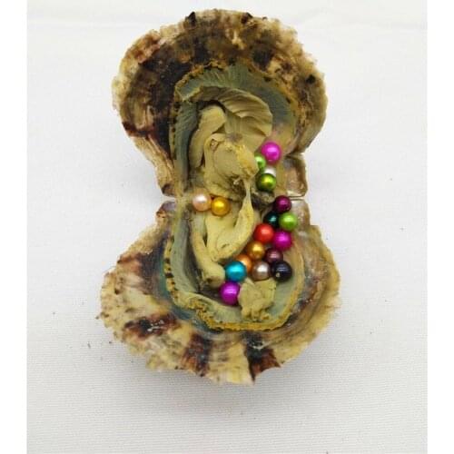 Bulk 100pcs Saltwater Akoya Oysters with Single Round Pearl inside AAA Colored Round Pearls Akoya Shells FP001
