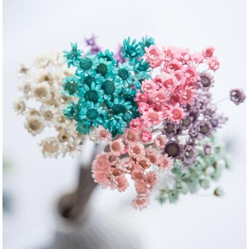 30/Pcs Dried Natural Flowers Small Star Mini Daisy Flower Natural Plant Preserved Floral Wedding Marriage Decoration Accessories