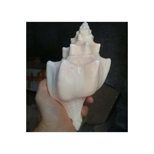 16-17Natural large conch shells, fine and rare torch snails, home office decoration, collectibles