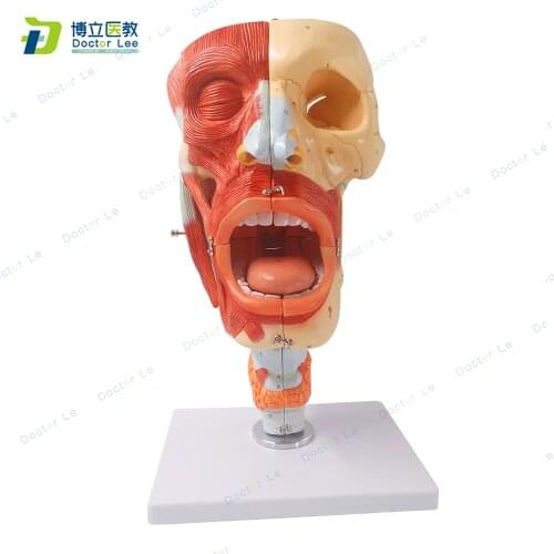 New Anatomia Model for Medical Supplies and Equipment Cavities of Nose Mouth and Throat with Larynx