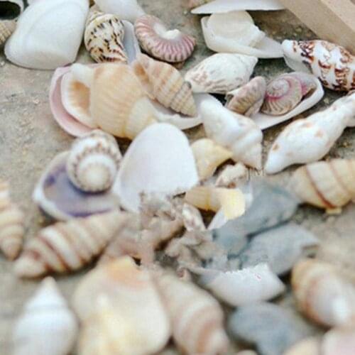 Approx 40 Pcs Mini Miniature Sea Conch Shell Bonsai Lanscape Plants DIY Decor Star Shell Beach Craft DIY Making Decor