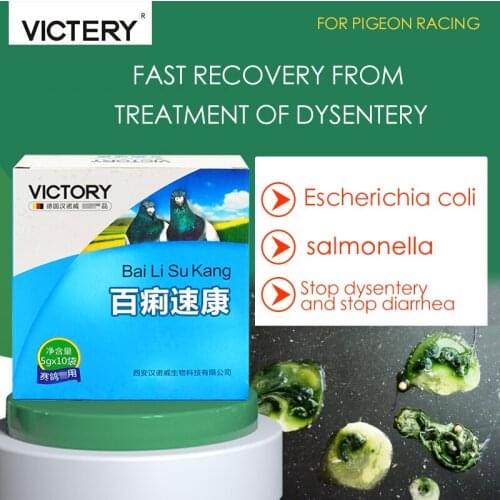 Racing pigeon homing pigeon escherichia coli salmonella water green stool dysentery shaking head bird pigeon