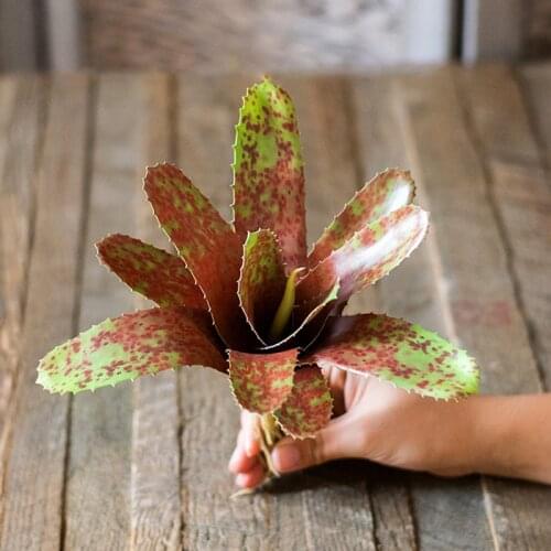 24cm Artificial Pineapple Succulents Plants Fake Tropical Cactus Plastic Desert Tree Plastic Sisal Leaves Plants for Desk Home