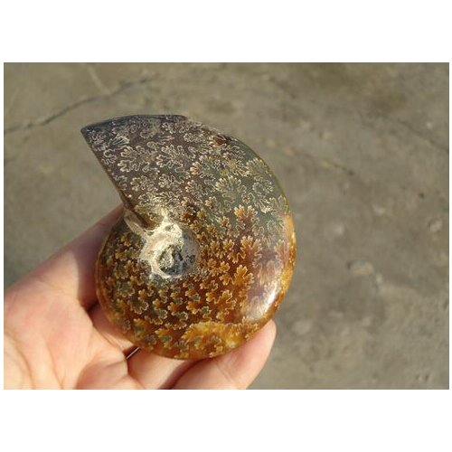 Beautiful natural Chrysanthemum grain conch Ammonite fossil