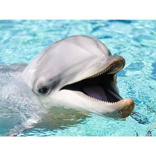 Diamond Embroidery 5D DIY Diamond Painting Cute Dolphin Diamond Painting Cross Stitch Rhinestone Mosaic