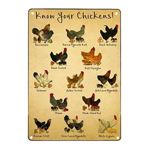 Vintage Tin Signs for Men Know Your Chickens Metal Sign, Animal Metal Sign Wall Art, Chickens Metal Sign, Knowledge Metal Sign