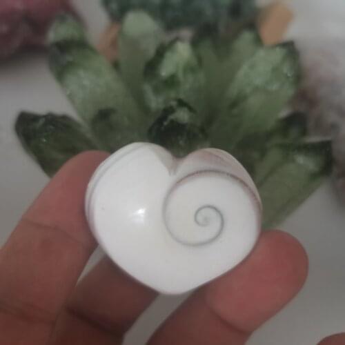 3pcs Natural Sun shell fossil Fossil Specimen Crystal Love Heart Reiki Shiva Eye